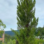 Borievka čínska (Juniperus chinensis) ´SPARTAN´ - výška 200-300 cm, kont. C35L